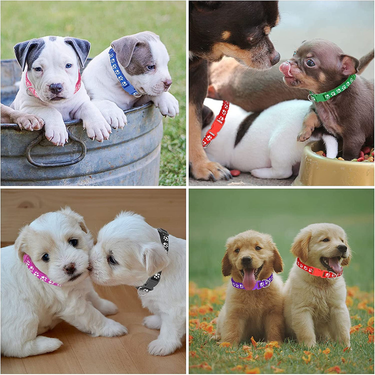 12 Pack Adjustable Puppy Collars N86430